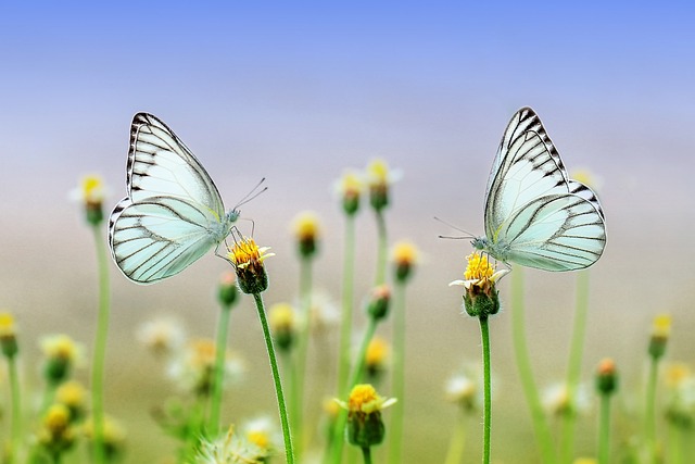 2 papillons 