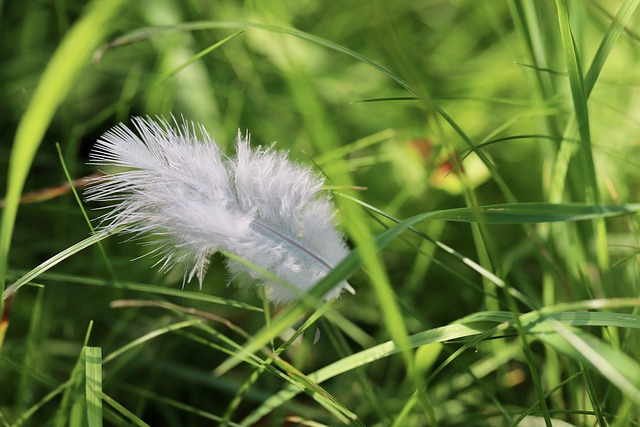 plume légère