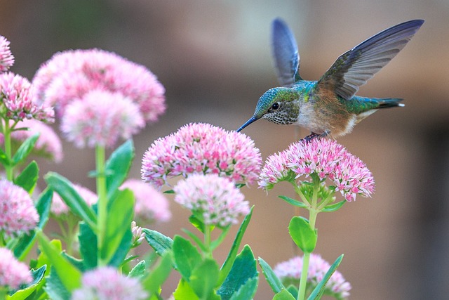 colibri