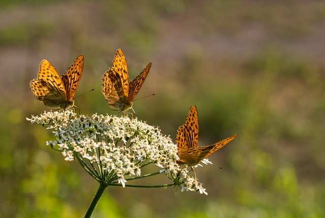 3 papillons