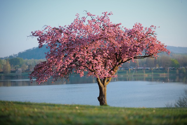 arbre en fleur